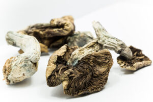 psychedelic mushrooms for sale